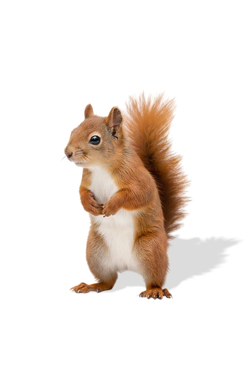 After Complex Image Editing Service