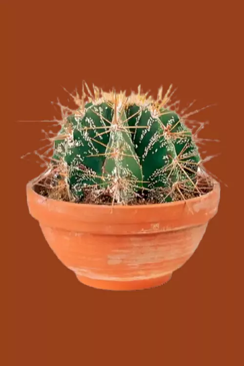 Before Medium Photo Background Service