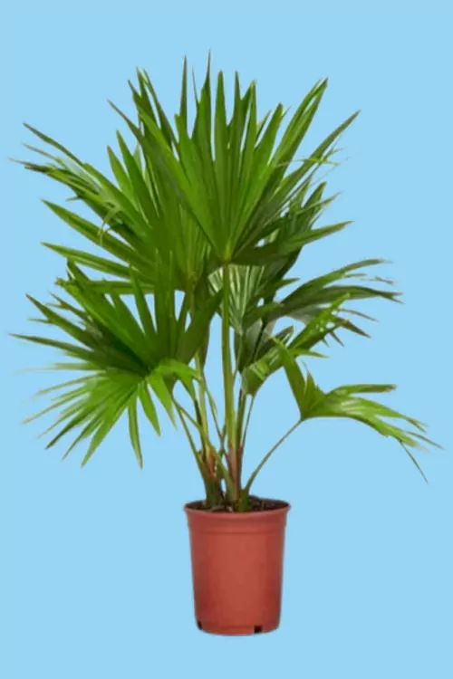 Before Intricate Photo Editing Service