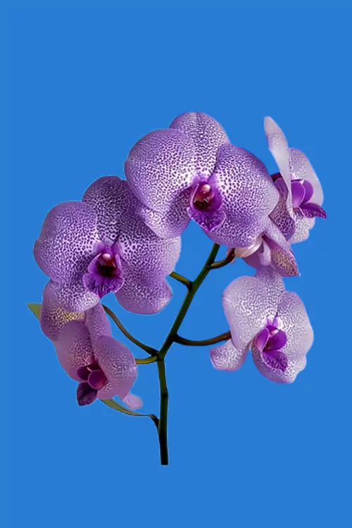 Before Complex Image Editing Service