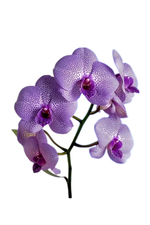 After Complex Image Editing Service