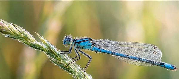 Macro Photography